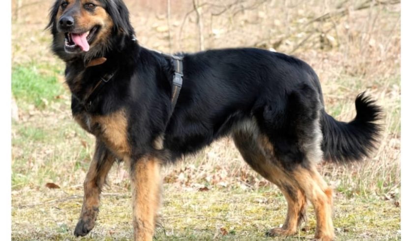 Pamina ♥vermittelt♥