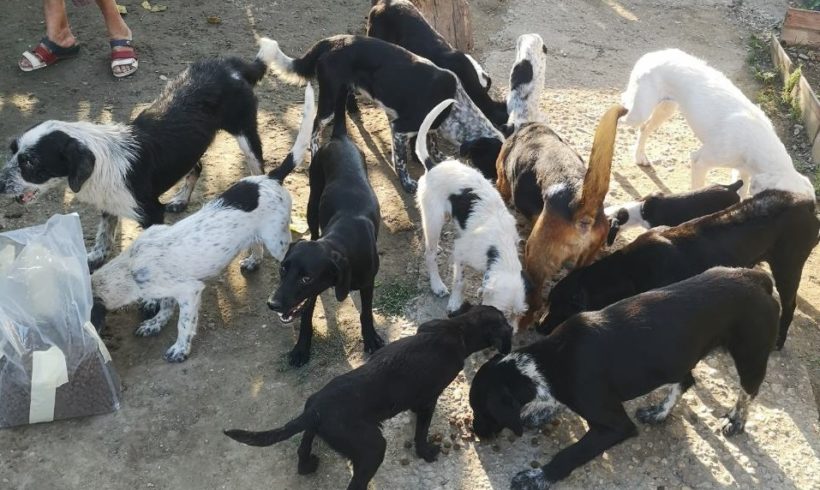 Livia (TH Zala) versorgte die Hunde in der Horrortierhaltung mit Flohmitteln, Futter und Entwurmungsmitteln