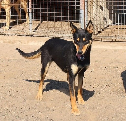 Aliz 2 !Transportpaten gefunden! vermittelt an die Tierhilfe Franken →01/2020