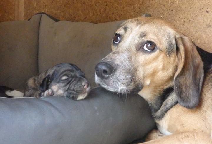 Hündin mit Welpen !Transportpaten leider nicht gefunden :-( →9/2019 ♥ vermittelt an Nothilfe für Hunde e.V. ♥ Hündin mit Welpen !Transportpaten leider nicht gefunden :-( →9/2019 ♥ vermittelt an Nothilfe für Hunde e.V. ♥