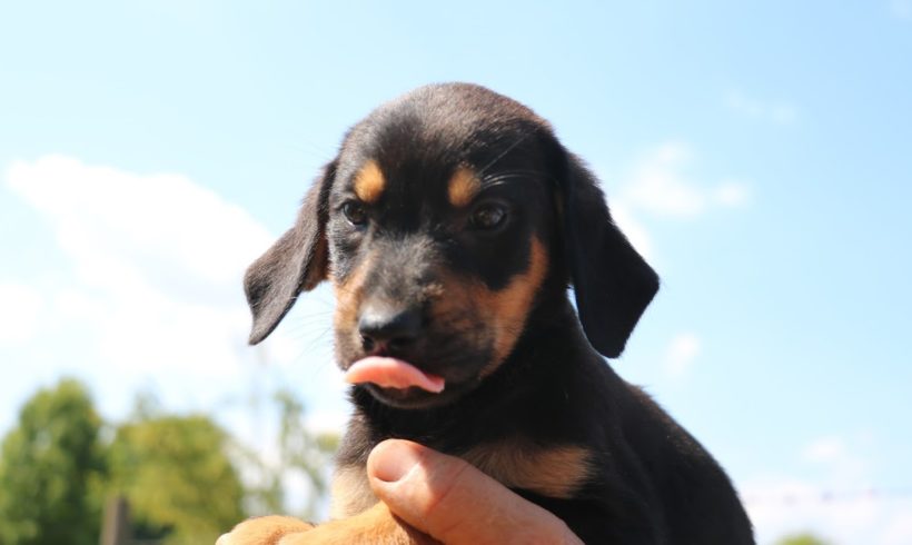 Szundi   vermittelt nach Österreich :-)