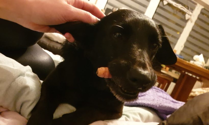 Pityu ♥vermittelt♥