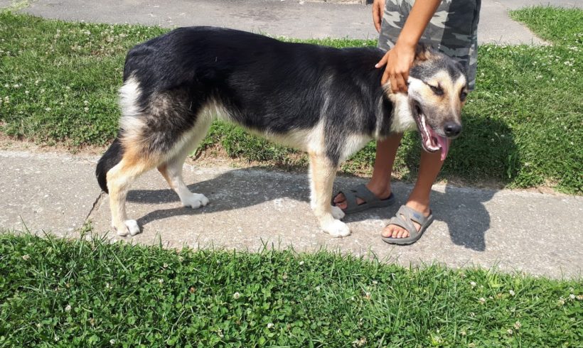 Jenny •vermittelt•