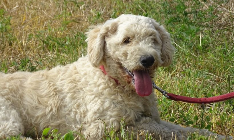 Leika (Laika) † im Heim verstorben †