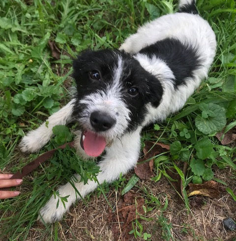 Simonetta ♥vermittelt♥