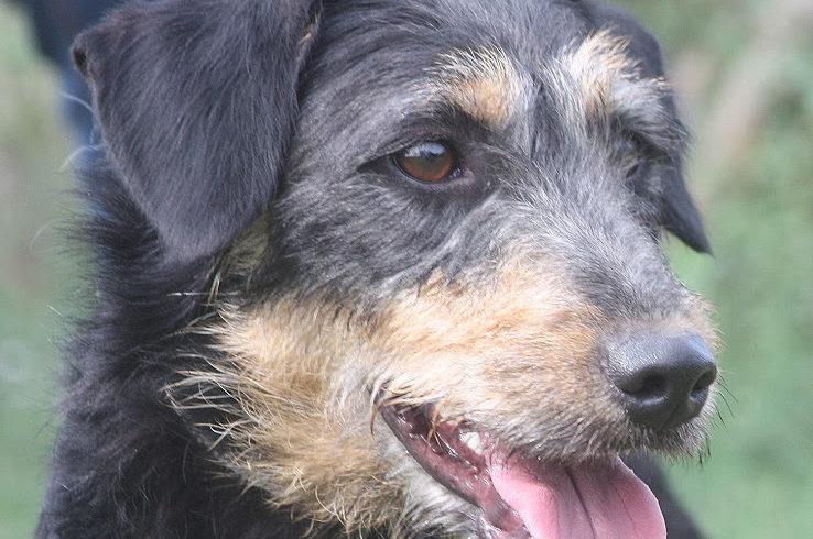 Boo ♥vermittelt♥