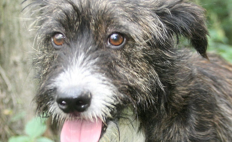 Cookie ♥vermittelt♥