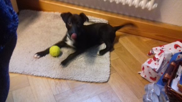 Lester ♥vermittelt♥ auf PS in 91746 Weidenbach – Tierheimleben in Not