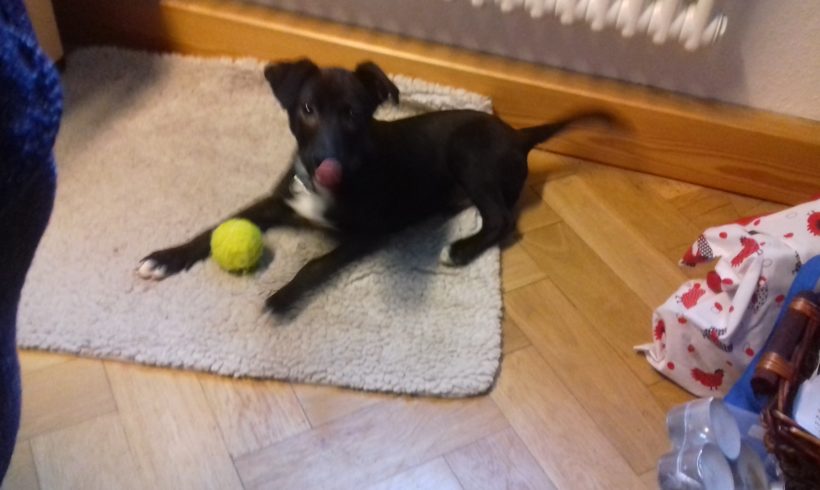 Lester ♥vermittelt♥ ▲ auf PS in 91746 Weidenbach