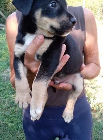 Luke ♥vermittelt♥