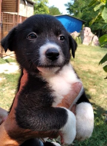 Leo Mohacs †im Heim verstorben†