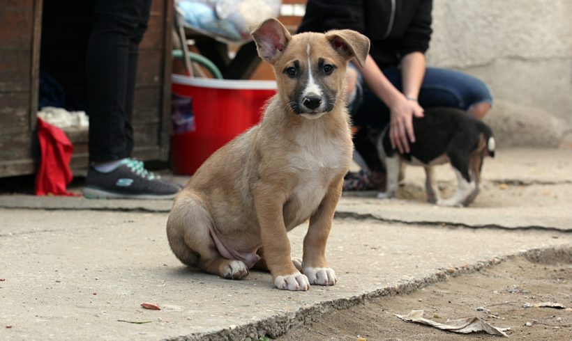 Balu •vermittelt•