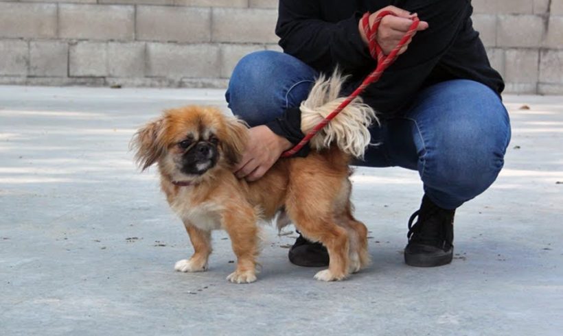 Jamie (Bogancs) •vermittelt•