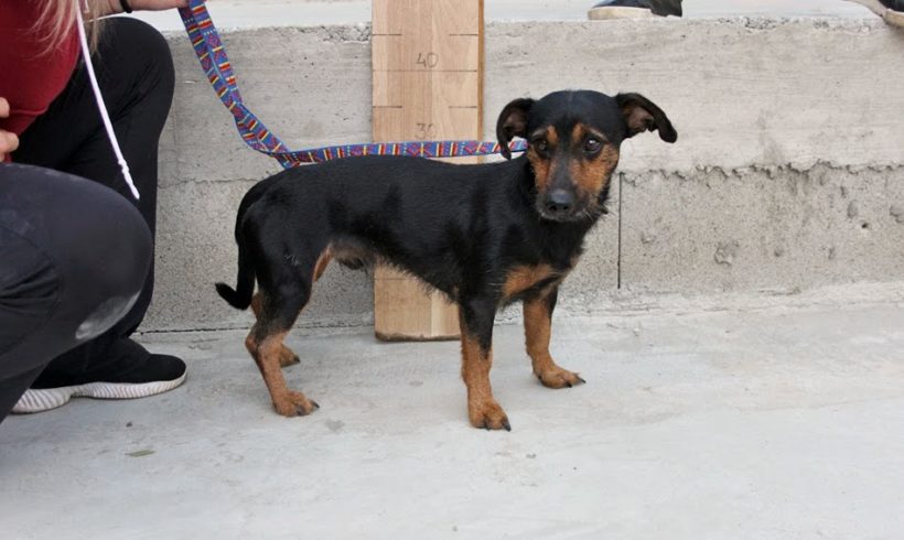 Mogyoro (Bogancs) •vermittelt•