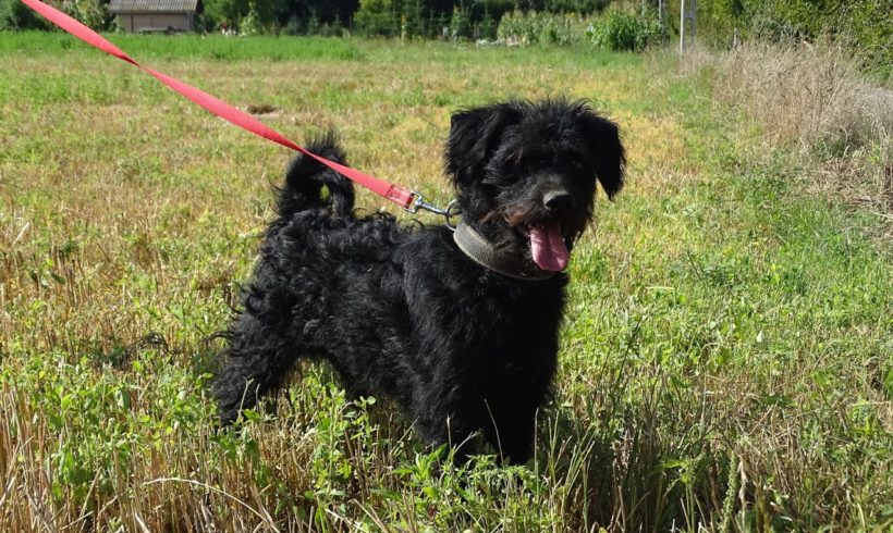 Negro 2 (Bogancs) •vermittelt•