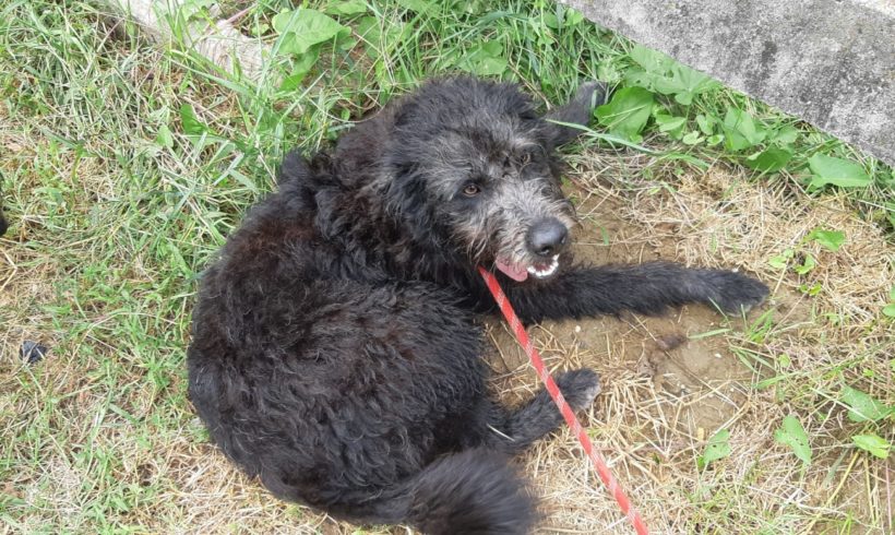 Bucsi ♥vermittelt♥ ▲ auf PS in 69234 Dielheim