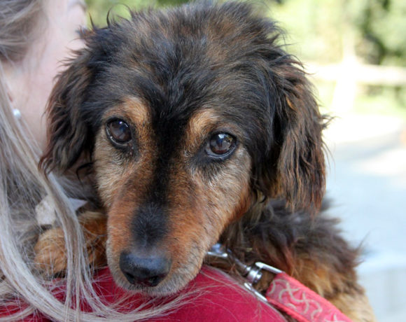 Papi ! benötigt Medikamente ! Ausreisepatenschaften gefunden ! ♥vermittelt♥