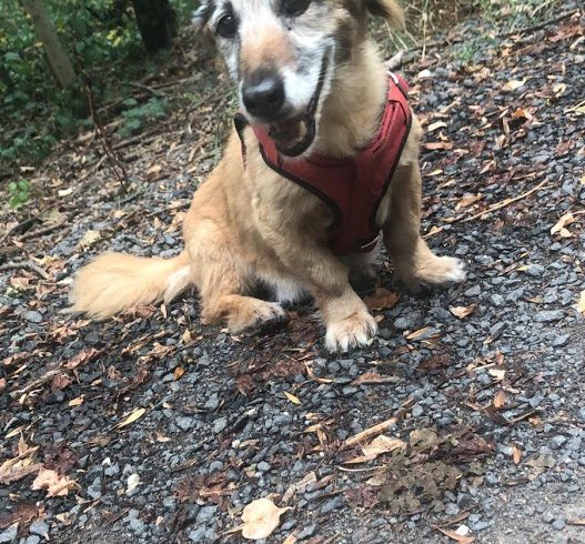 Rocky (Daddy) ♥vermittelt♥ aus Bogancs muss sein zu Hause in 35390 Gießen wieder verlassen