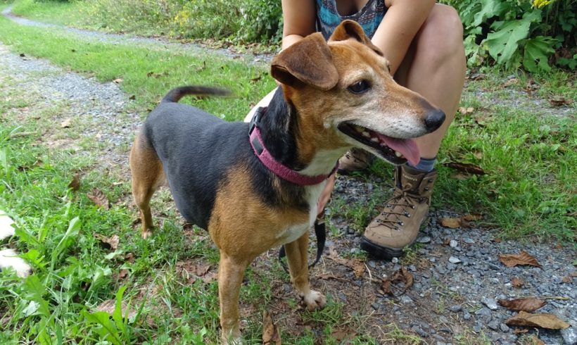 Fifi3 •vermittelt•