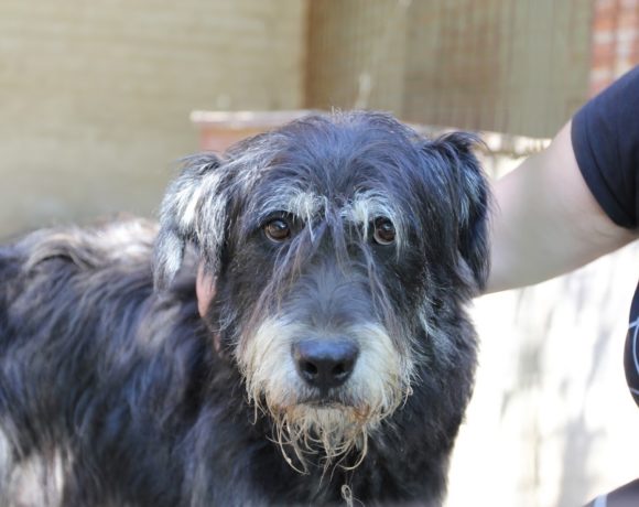 Korsó ! Transportpaten gefunden ! vermittelt an die Schnauzer Nothilfe →01/2020