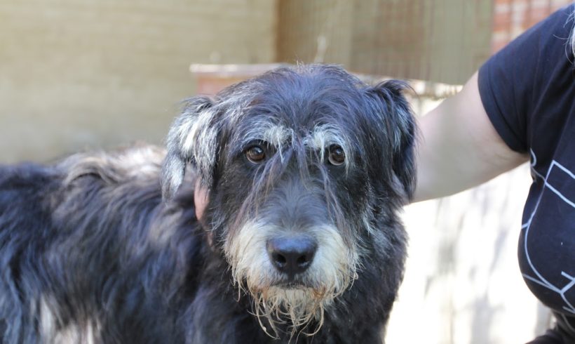 Korsó ! Transportpaten gefunden ! vermittelt an die Schnauzer Nothilfe →01/2020