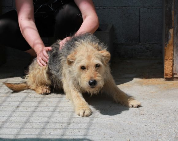 Pajti 3 ! Transportpaten gefunden :-)  ♥vermittelt♥