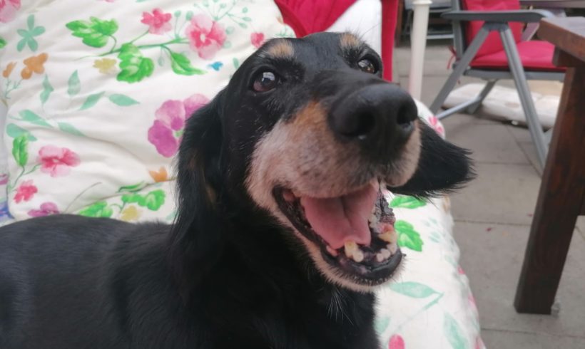 Wonka ♥vermittelt♥ ▲ 🐶 auf PS in 28832 Achim🐶