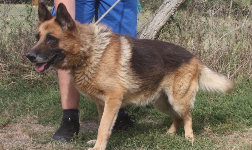 Roven !Ausreisepate gefunden :-* Transportpaten gefunden :-* →02/2020 ♥vermittelt♥