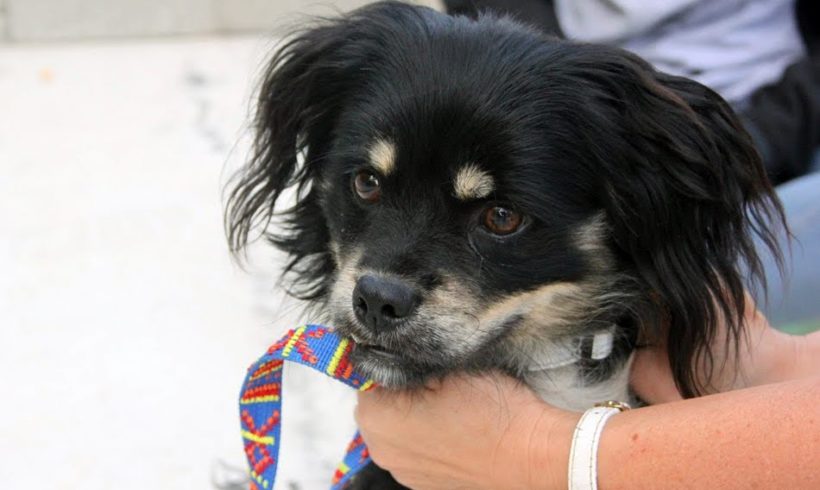 Gino •vermittelt•