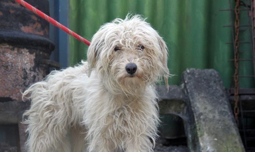 Perec (Bogancs) ♥vermittelt♥