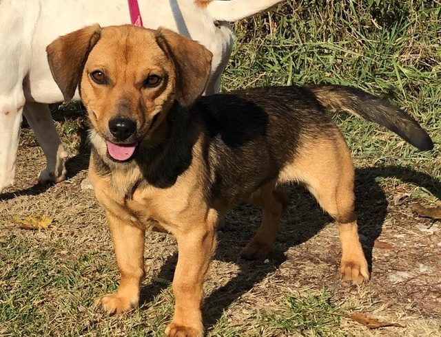 Ninci  ♥vermittelt♥ ▲ auf PS in 66773 Hülzweiler