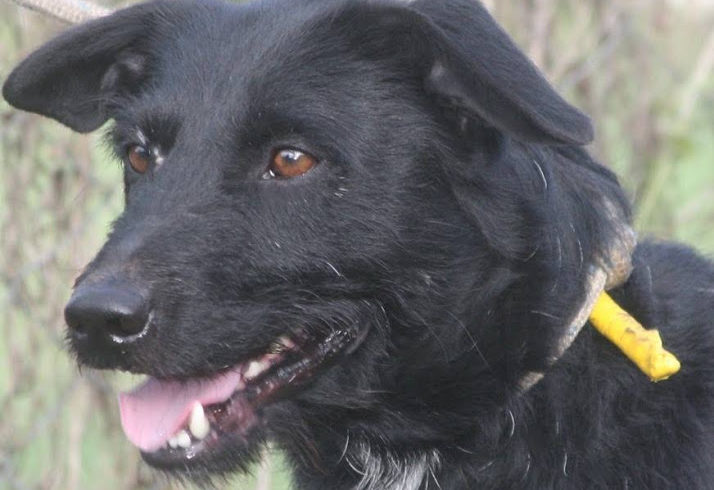 Csibész ♥vermittelt♥