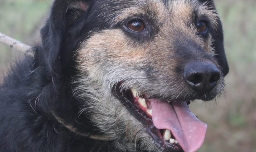 Reno (Dombovar) •vermittelt•