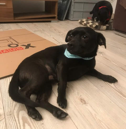 Csibek ♥vermittelt♥ ▲ auf PS in 69234 Dielheim