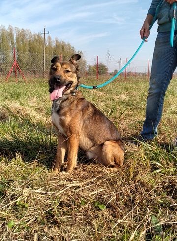 Zeusz †im Tierheim verstorben†