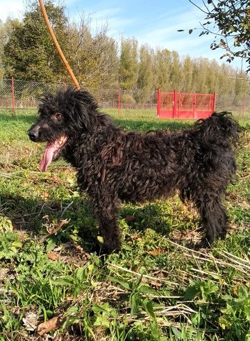 Guszti ♥vermittelt♥