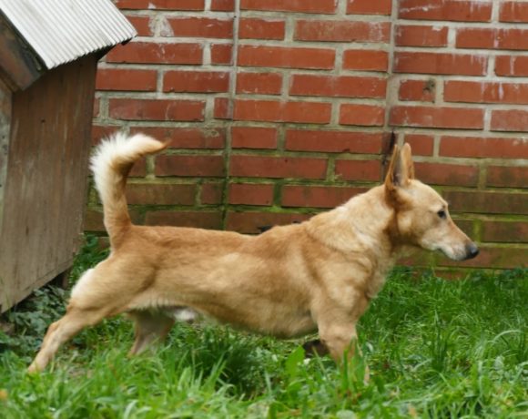 György ! Ausreisepaten gefunden ♥vermittelt♥ →1/2020 György ! Ausreisepaten gefunden ♥vermittelt♥ →1/2020