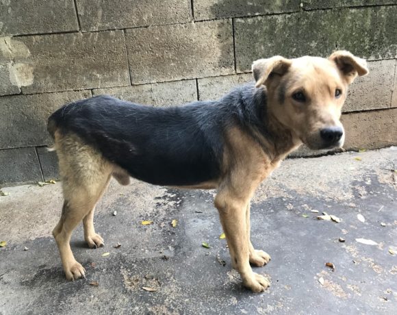 Hunter ♥vermittelt♥ →Transportpaten gefunden! 10.04.21