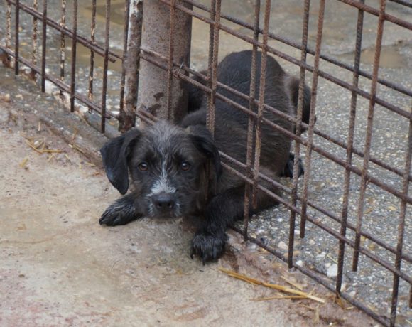 Princ ! Transportpaten gefunden ! ♥ vermittelt an die Schnauzer Nothilfe♥ Princ ! Transportpaten gefunden ! ♥ vermittelt an die Schnauzer Nothilfe♥