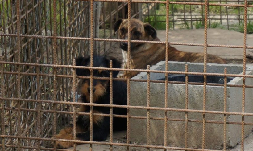 Das Tierheim in Mohács braucht Hundefutter