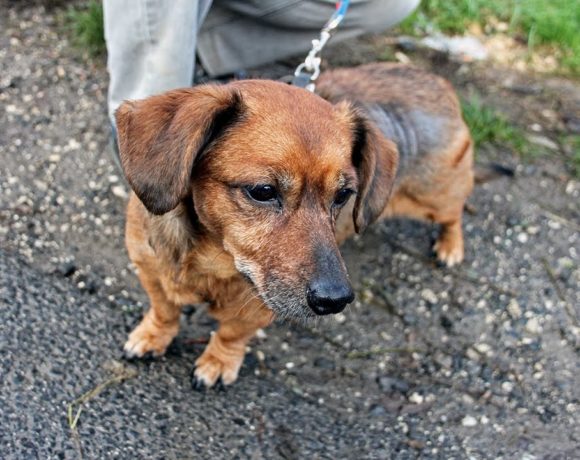 Dixi !Ausreise/Transportpaten gefunden! →02/2020 Dixi !Ausreise/Transportpaten gefunden! →02/2020