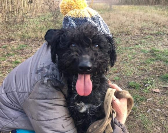 Tunci !Transportpaten gefunden! ♥vermittelt an die Tierhilfe Franken♥ →02/2020 Tunci !Transportpaten gefunden! ♥vermittelt an die Tierhilfe Franken♥ →02/2020