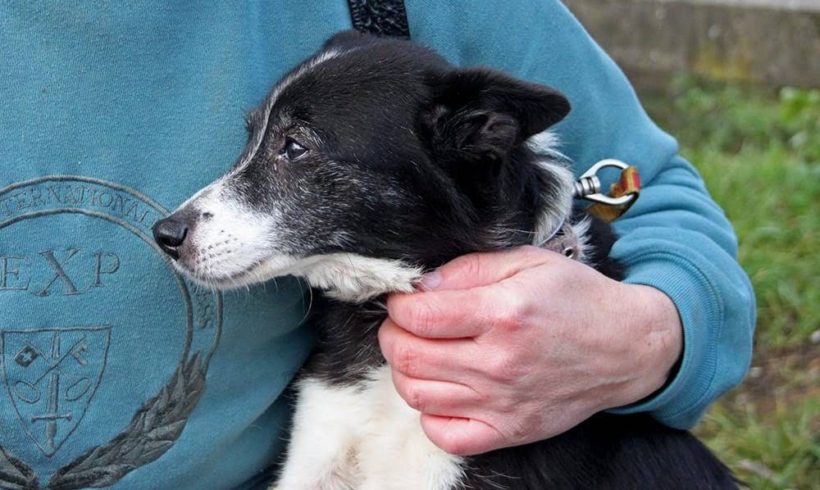 Gylikos •vermittelt•