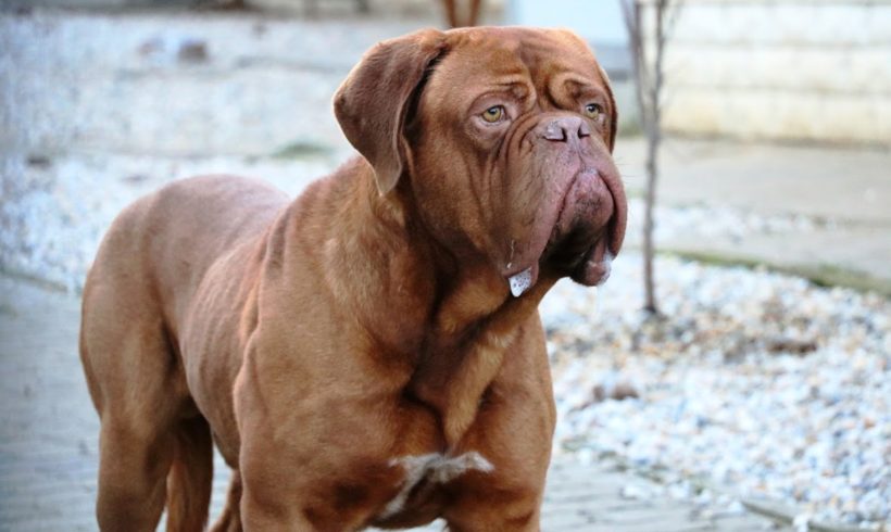 Dolfi ❤️ vermittelt ❤️