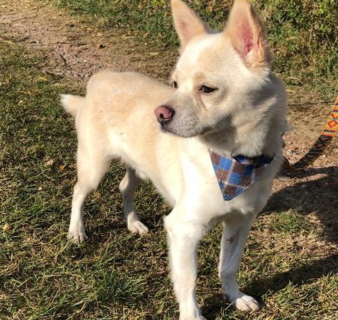 Steve !Transportpaten gefunden! ♥vermittelt an die Tierhilfe Franken♥→01/2020 Steve !Transportpaten gefunden! ♥vermittelt an die Tierhilfe Franken♥→01/2020