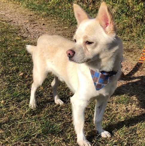 Steve !Transportpaten gefunden! ♥vermittelt an die Tierhilfe Franken♥→01/2020