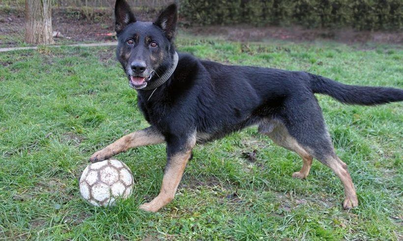 Vitzez •vermittelt•