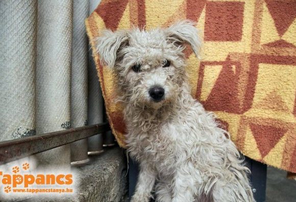 Baba !Transportpate gefunden ♥vermittelt an die Tierhilfe Franken♥ →02/2020 Baba !Transportpate gefunden ♥vermittelt an die Tierhilfe Franken♥ →02/2020