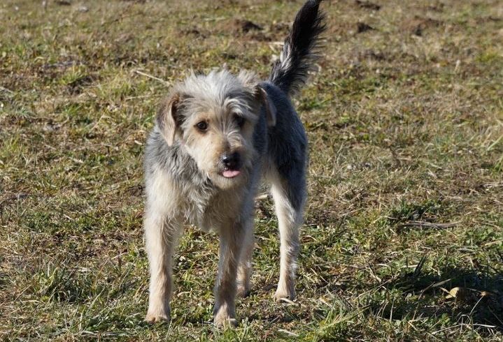 Bogi TH Zala ♥vermittelt♥