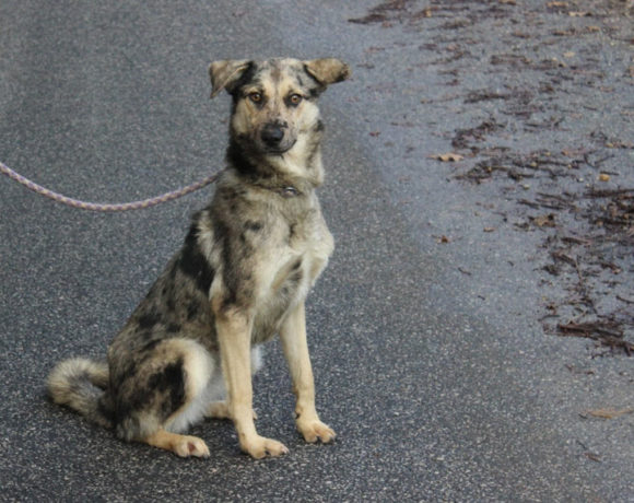 Cifra !Transportpate gefunden! ♥vermittelt an die Tierhilfe Franken♥ →1/2020 Cifra !Transportpate gefunden! ♥vermittelt an die Tierhilfe Franken♥ →1/2020